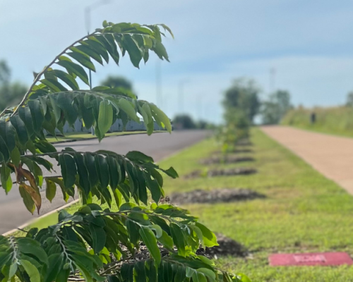Image: Tree planting