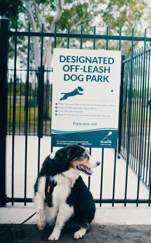 FREE new dog registration