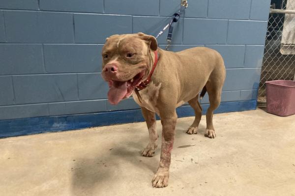 Pitbull - Desexed Male - Tan and White - Adult - Red Collar - No tag - Microchipped - Not Registered