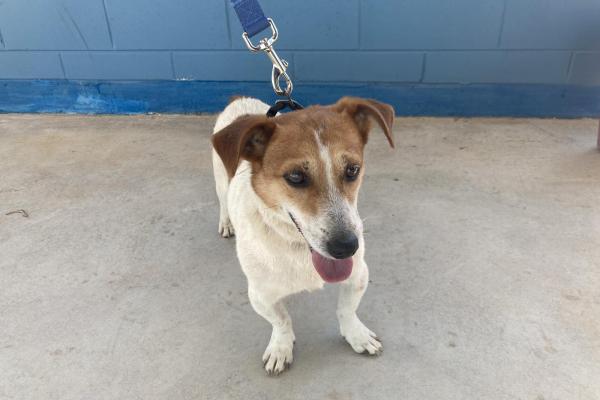 Jack Russel Cross - Entire Male - Adult - Tan and White - Grey Collar - No Tag - No Microchip - Not Registered