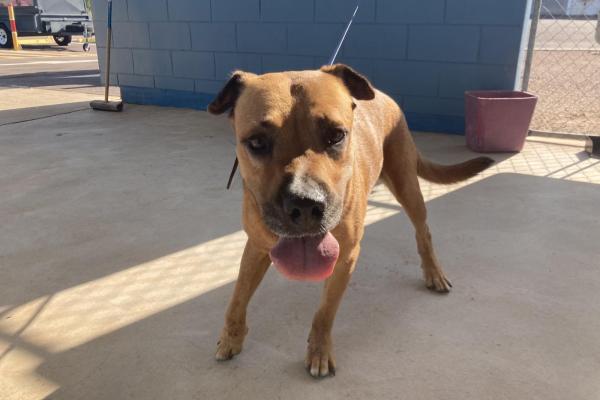 Mixed - Desexed Female - Adult - Brown and White - Black Tracking Collar - No Tag - No Microchip - Not Registered