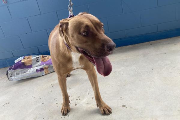 Mixed - Desexed Female - Adult - Tan and White - Purple Collar - No Tag - No Microchip - Not Registered