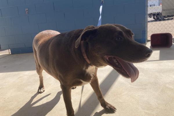 Mixed - Desexed Female - Adult - Brown - Pink Collar - No Tag - No Microchip - Not Registered