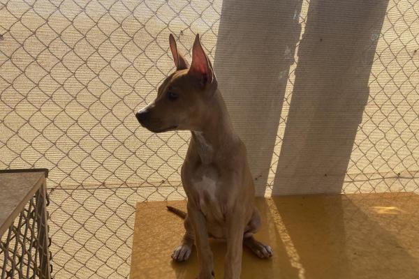 Mixed - Entire Female - Puppy - Tan and White - No Collar - No Tag - No Microchip - Not Registered