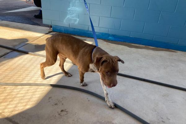 Shar Pei x Staffy - Puppy - Entire Male - Brown and white - No collar - No tag - Microchipped - Not registered with Council