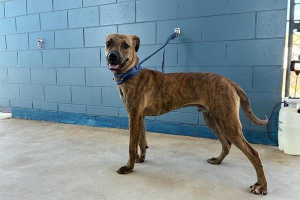 Mixed - Brindle - No microchip - blue collar - no tags - entire male - adult - No registration