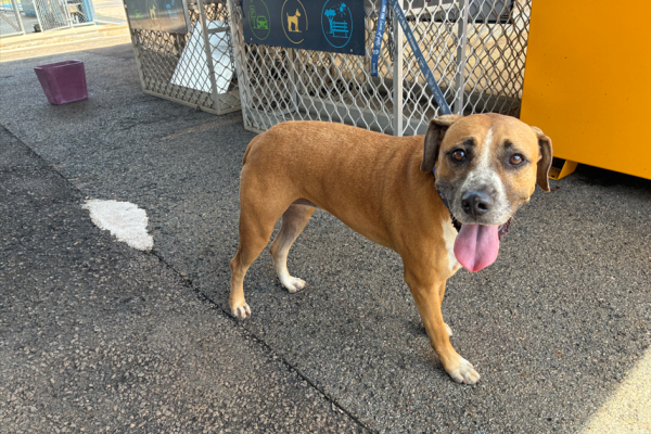 Mixed - Desexed Female - Tan and White - Adult - No Collar or Tag - Microchipped - Not Registered